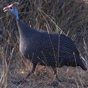 Helmeted Guineafowl